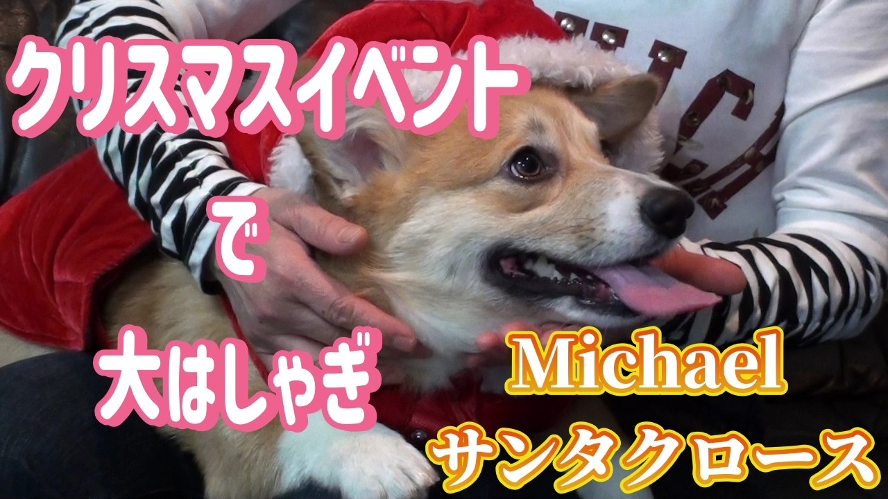 【クリスマスイベント】コーギーかわいい💕クリスマス Michaelサンタクロースにプレゼント🎁