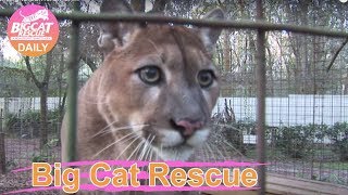Big Cat Rescue~ Cougar talking to cameraman...