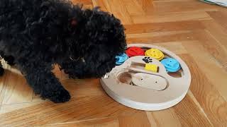 Toy Poodle Puppy play with dog puzzle