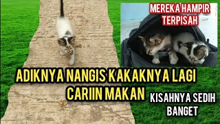 Anak Kucing Menangis NgejarNgejar Sambil TriakTeriak Minta Di Adopsi Sang Kakak Lagi Cari Makan..!