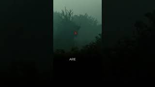 Rare Trevenant photo-realistic #shorts