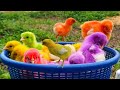 Catching chickenscute chickens rainbow chickenscolorful chickensrainbow chickensanimals cute 88