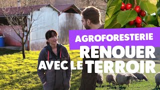 Agroforesterie : une ferme qui élève les brebis sous les arbres