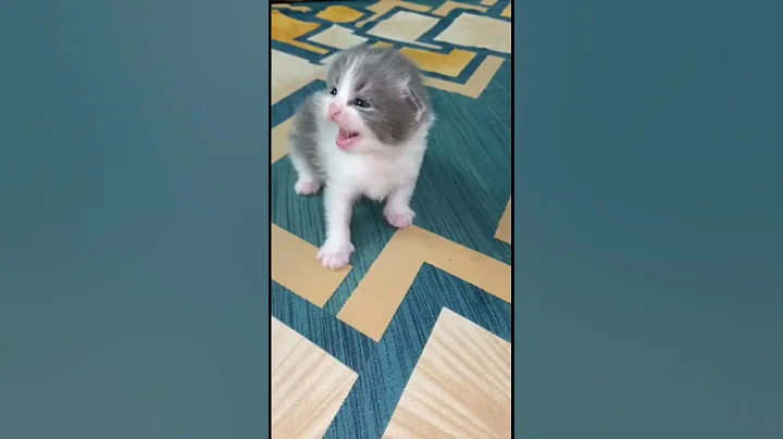 Watch the video about Cute Kitten First Day EYES Open #persiankitten