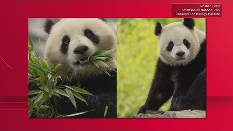 Giant pandas return to National Zoo this week