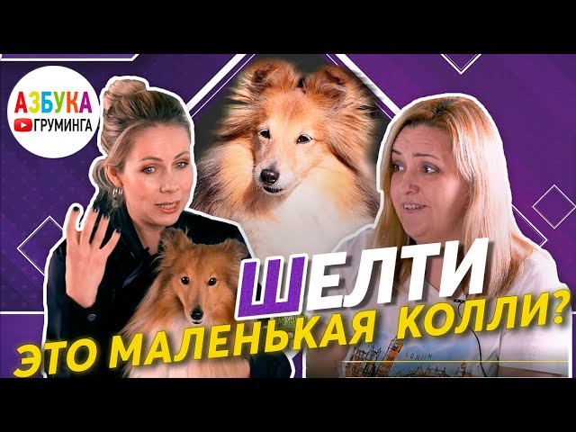 Шелти - груминг, уход, содержание. Особенности породы