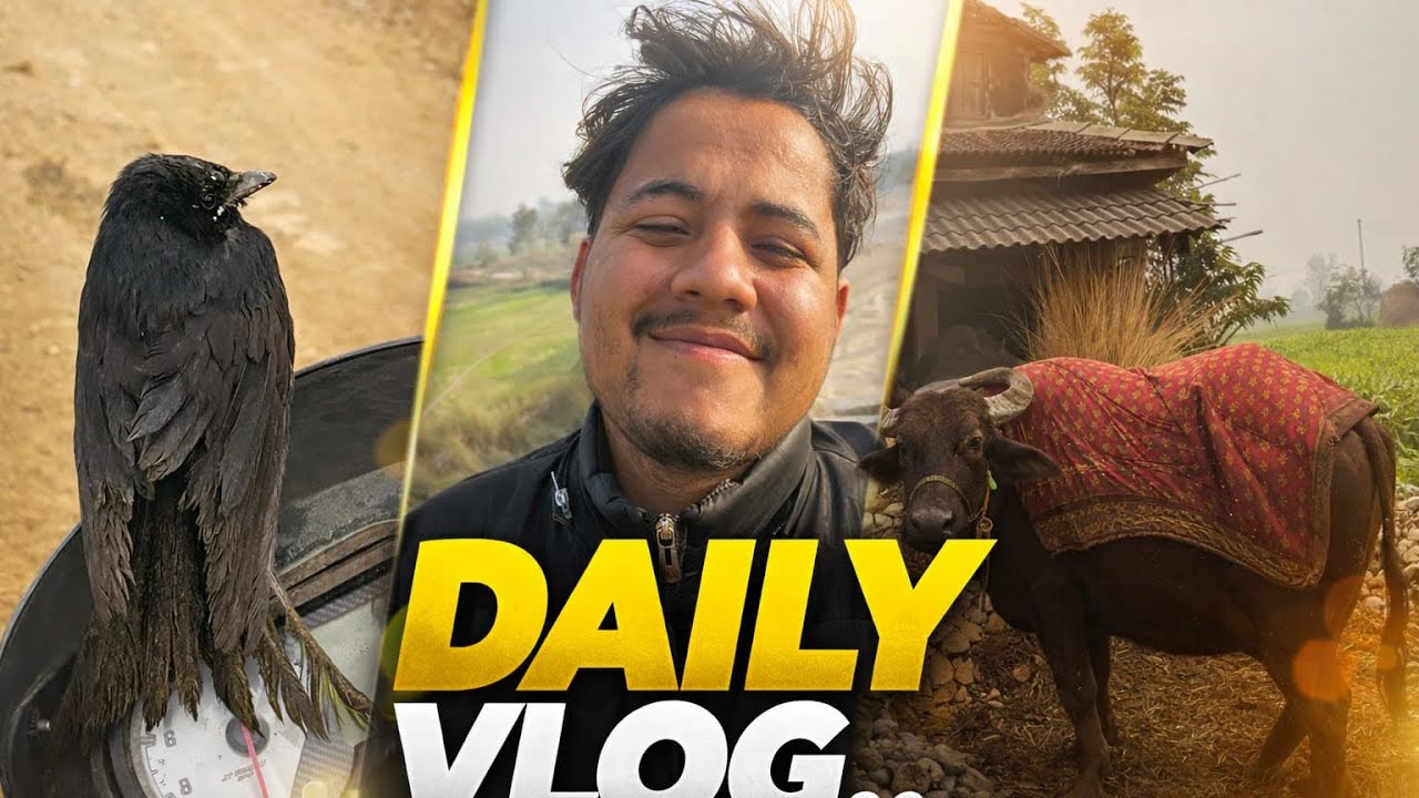 Daily vlog day 5🖤 bato ma chara(birds) vetiyo hernus full vlog 🖤