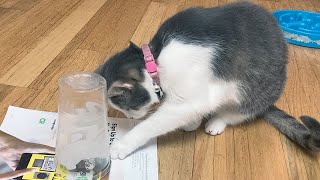 Mia the Cat doing the Clear Cup Challenge by It's a Wonderful Life with Pets! 146 views 2 years ago 3 minutes, 16 seconds