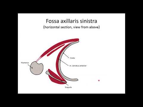 Topography of upper extremity