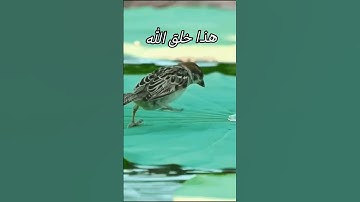 هذا خلق الله فاروني ماذا خلق الذين من دونه❤️سورة لقمان ❤️😘🥰