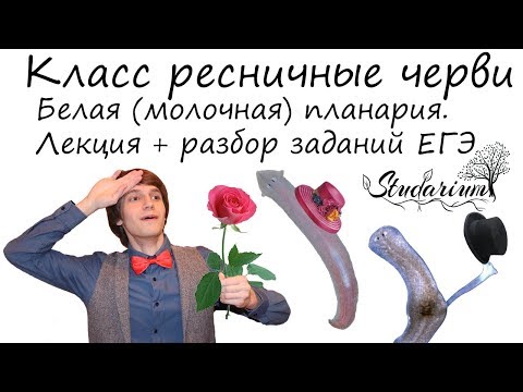 Класс ресничные черви. Белая планария. Лекция и разбор заданий ЕГЭ