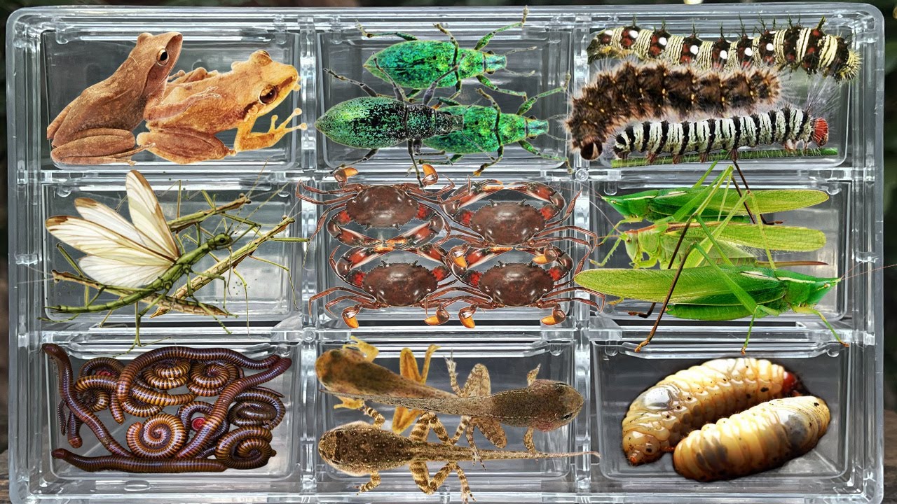 Я ловлю насекомых в саду: червей, зеленых долгоносиков, древесных лягушек, кузнечиков, крабов, ли...