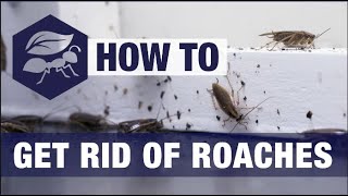 How to Get Rid of Roaches by Do-It-Yourself Pest Control 14,653 views 1 year ago 4 minutes, 18 seconds