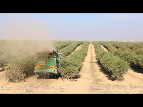 Video: Jojoba-plantenfeiten - Meer informatie over de teelt en het gebruik van Jojoba-planten