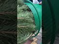 В Осиповичах заработали елочные базары.
