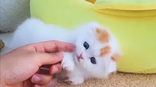Anak Kucing Imut Bikin Gemes