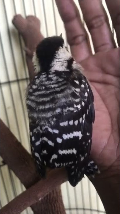 Pelatuk sampit gacor #shorts