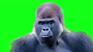 Gorilla Green Screen, Gorilla Forest Animation, Gorilla Overlay, Gorilla Video Footage, Gorilla Hd