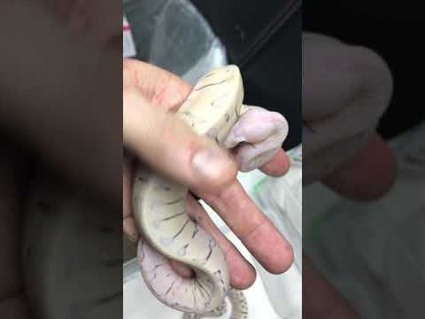 Super MicroScale scaleless Ball Python