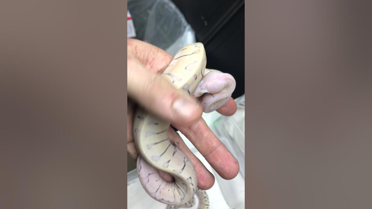 Super MicroScale scaleless Ball Python - YouTube