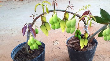 Unique technique: connecting mango trees grow fast and Has Many Fruits