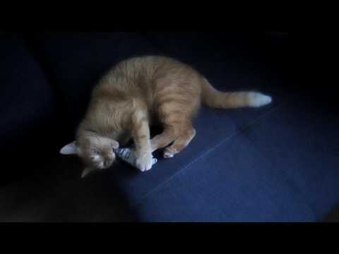 Video: Zadrževanje Mačk Na Pravi Način - Alternativa Drgnjenju Mačk