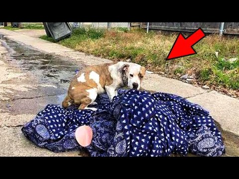 Собака не хотела оставлять свое одеяло. Что же произошло? История до ...
