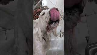 How to CON your Poodle into taking a Bath 🛁🐩 full length by Fuzzies Pet Grooming 150 views 2 months ago 1 minute, 12 seconds