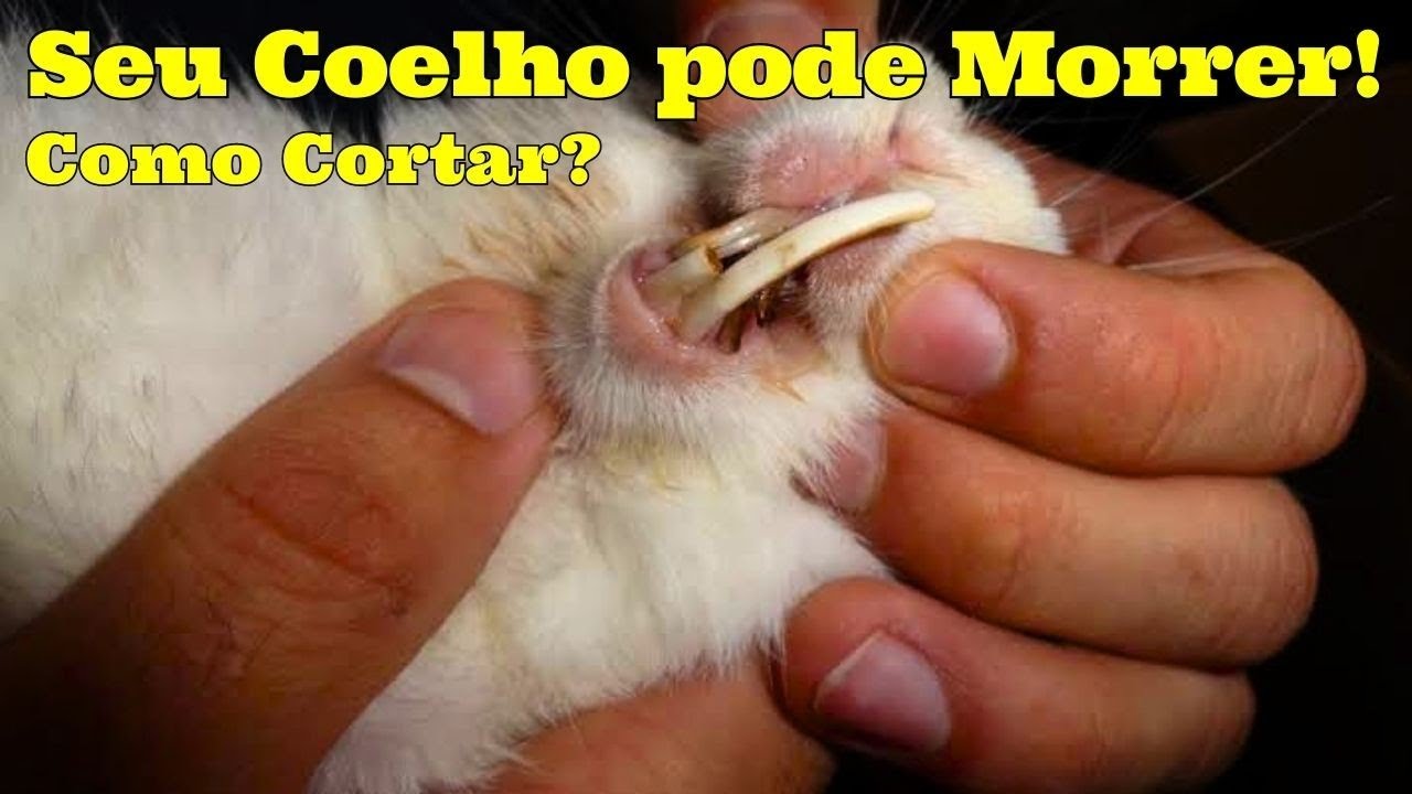 Como Cortar os Dentes do Coelho? YouTube