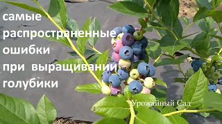 Главные ОШИБКИ При Выращивании Голубики!