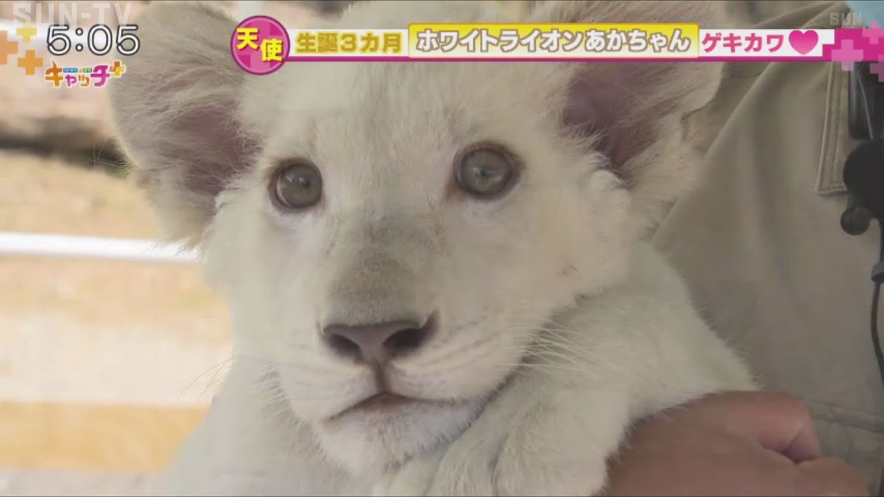天使 ホワイトライオンの赤ちゃん すくすく成長中 Youtube