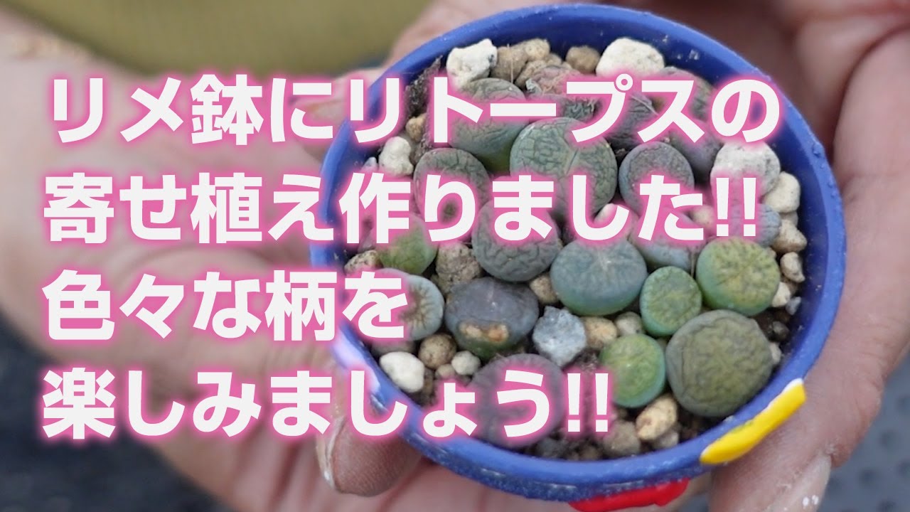 多肉植物】リメ鉢にリトープスの寄せ植え作りました!!色々な柄を楽しみ