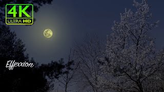 Full Moon · Relaxation Music · Pan Flute · Dreamy Night · Deep Sleep