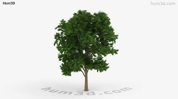 Ash Tree 3D model by 3DModels.org