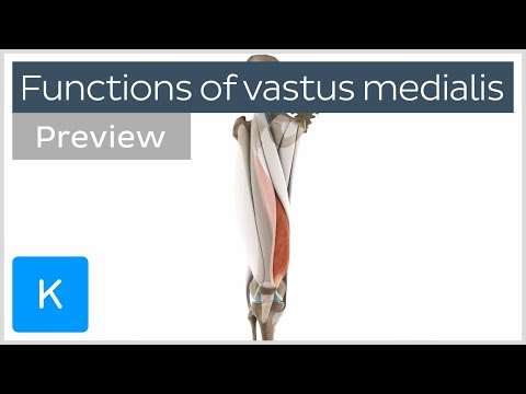 Video: Vastus medialis quadrisepsdir?