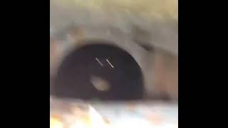 Man Finds A Giant Hissing Alligator In His Sewer Drain