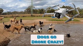 Dogs Are Drone CRAZY at Daycare