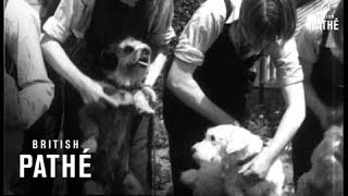 Dogs (1931)