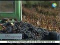 Российское гаражное виноделие может составить конкуренцию европейскому