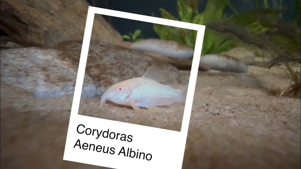 Adding Corydoras Aeneus Albinos to the 75 gallon aquarium.