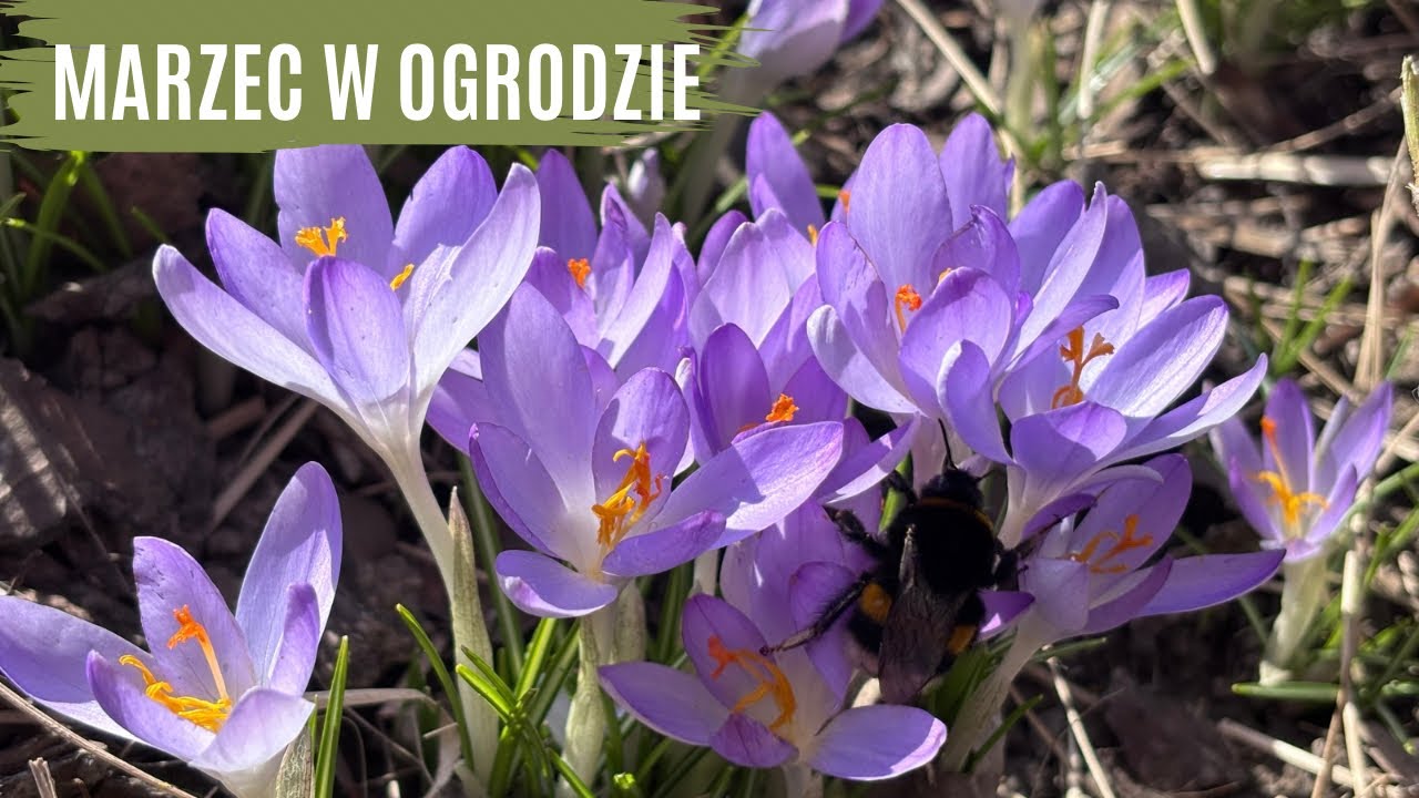 Sprzątam ogród. Moja mini szklarenka działa 👌😉. Czym ściółkuję rabaty? 