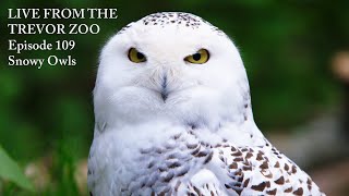 LIVE From The Trevor Zoo - Episode 109, Snowy Owls