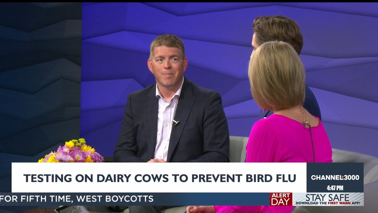 Why researchers are testing dairy cows for avian flu - YouTube