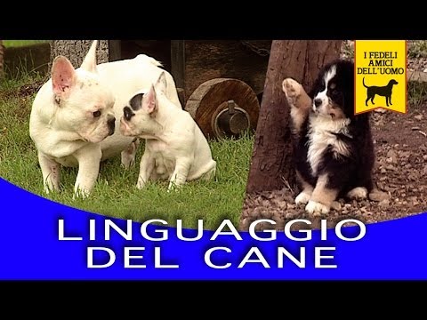 Video: Linguaggio: Anatomia Della Lingua Di Un Cane