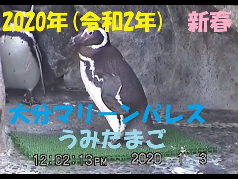 年 令和2年 大分マリーンパレス水族館 うみたまご Youtube