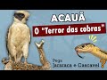 ACAUÃ o falcão predador de serpentes | Que tipos de serpentes o acauã caça? Caça cobras peçonhentas?