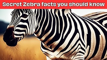 "10 secret zebra facts that will shock you "