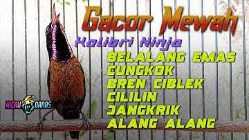 KONIN GACOR FUL NEMBAK MEWAH COCOK UNTUK MASTERAN KOLIBRI NINJA BAHAN