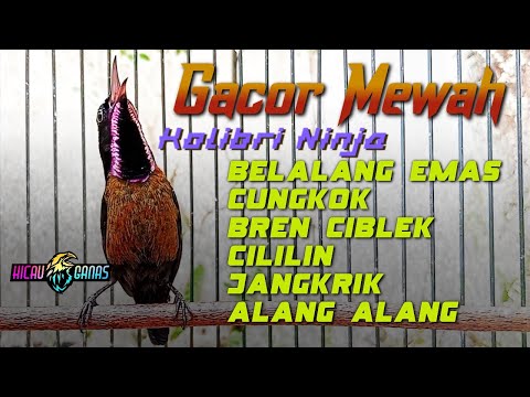 MASTERAN KONIN GACOR FULL ISIAN - KETIKA RAMBATAN JANGKRIK TIR SIRI-SIRI JADI VARIASI MEWAH KOLIBRI