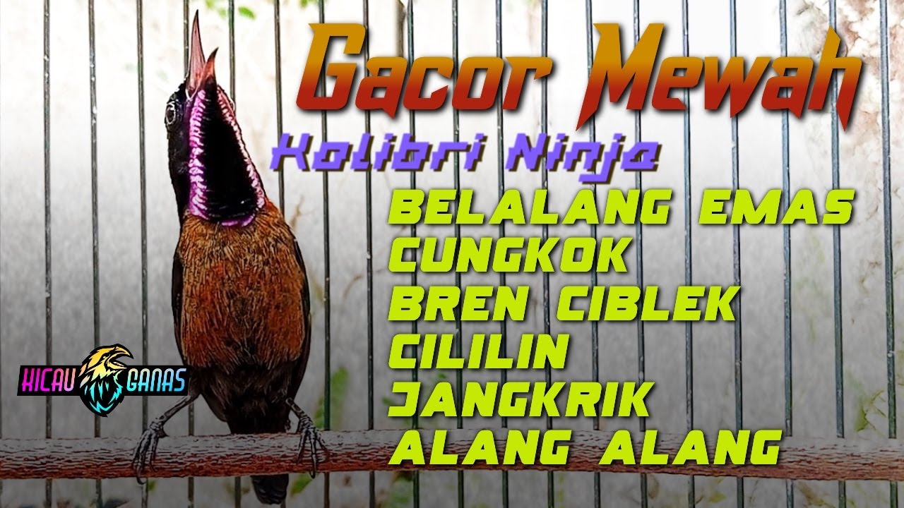 KONIN GACOR FUL NEMBAK MEWAH COCOK UNTUK MASTERAN KOLIBRI NINJA BAHAN